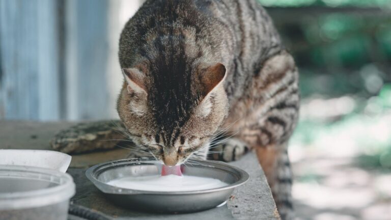 cat drinking milk outside
