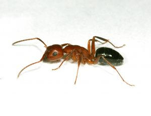 Excellent Pest Guys: Your Premier Solution for Bed Bug Treatment in Austin