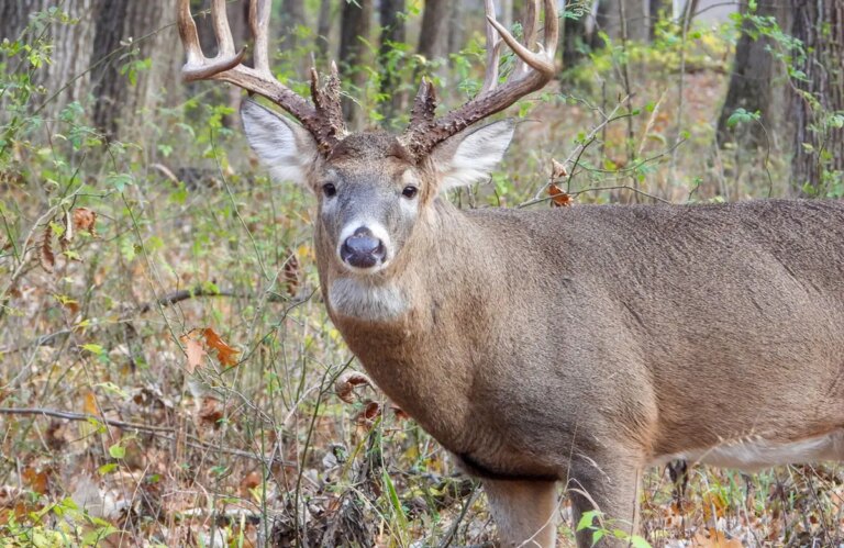 white tailed deer