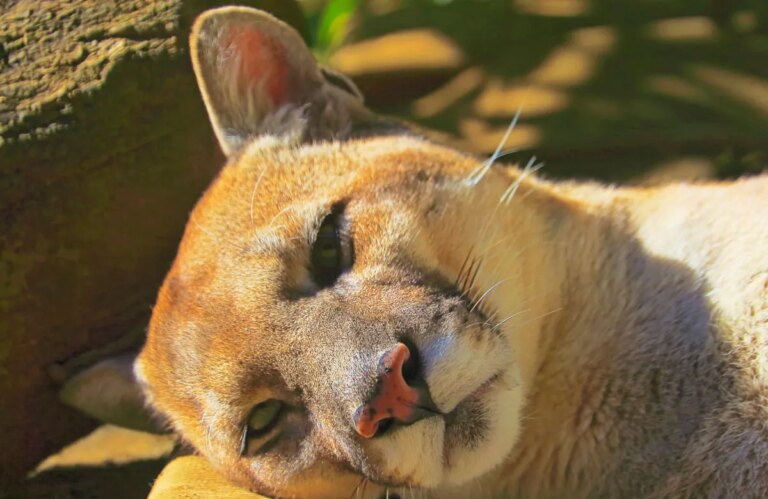 cougar laying down